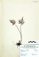 藏品(長柄粉背蕨)的圖片